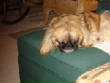 BJSleeping.jpg