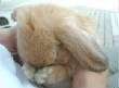 TheAnimalPrayer.jpg