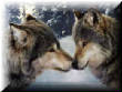 WolvesUpClose.jpg