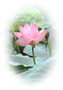 lotus.gif